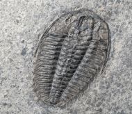 Wujiajiania lyndasmithae Chatterton & Gibb, 2016