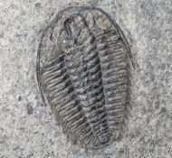 Wujiajiania lyndasmithae Chatterton & Gibb, 2016