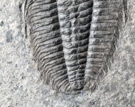 Wujiajiania lyndasmithae Chatterton & Gibb, 2016