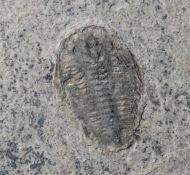 Wujiajiania lyndasmithae Chatterton & Gibb, 2016