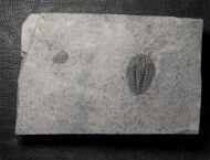 Wujiajiania lyndasmithae Chatterton & Gibb, 2016