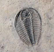 Wujiajiania lyndasmithae Chatterton & Gibb, 2016