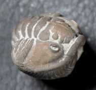 Flexicalymene meeki (FOERSTE, 1910)