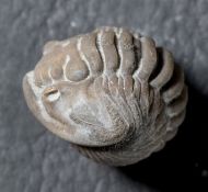 Flexicalymene meeki (FOERSTE, 1910)