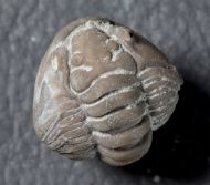 Flexicalymene meeki (FOERSTE, 1910)