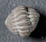 Flexicalymene meeki (FOERSTE, 1910)