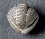 Flexicalymene meeki (FOERSTE, 1910)