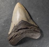 Otodus megalodon (Agassiz, 1835)