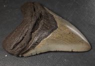 Otodus megalodon (Agassiz, 1835)