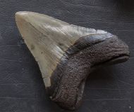 Otodus megalodon (Agassiz, 1835)