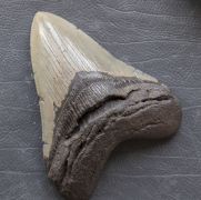 Otodus megalodon (Agassiz, 1835)