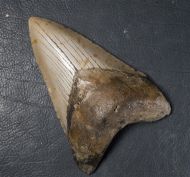 Otodus megalodon (Agassiz, 1835)