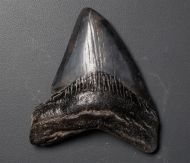 Otodus megalodon (Agassiz, 1835)