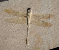 Cymatophlebia longialata GERMAR 1839