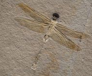 Cymatophlebia longialata GERMAR 1839