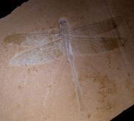 Cymatophlebia longialata GERMAR 1839