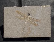 Cymatophlebia longialata GERMAR 1839