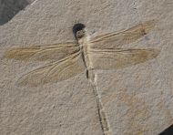 Cymatophlebia longialata GERMAR 1839