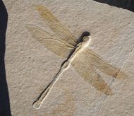 Cymatophlebia longialata GERMAR 1839