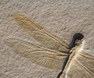 Cymatophlebia longialata GERMAR 1839