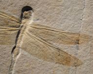 Cymatophlebia longialata GERMAR 1839