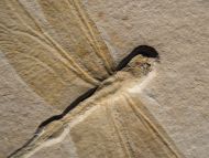 Cymatophlebia longialata GERMAR 1839