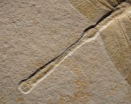 Cymatophlebia longialata GERMAR 1839