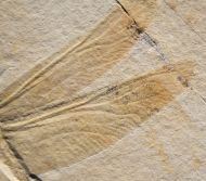 Cymatophlebia longialata GERMAR 1839