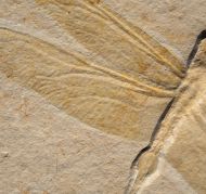 Cymatophlebia longialata GERMAR 1839