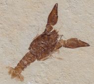 Eryma modestiforme SCHLOTHEIM  1822