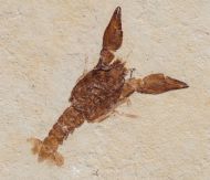 Eryma modestiforme SCHLOTHEIM  1822