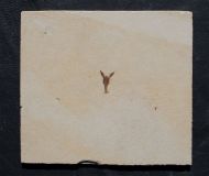 Eryma modestiforme SCHLOTHEIM  1822