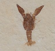 Eryma modestiforme SCHLOTHEIM  1822