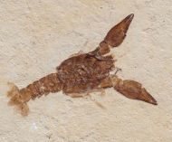 Eryma modestiforme SCHLOTHEIM  1822