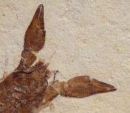 Eryma modestiforme SCHLOTHEIM  1822