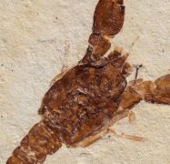 Eryma modestiforme SCHLOTHEIM  1822