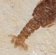 Eryma modestiforme SCHLOTHEIM  1822