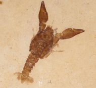 Eryma modestiforme SCHLOTHEIM  1822