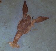 Eryma modestiforme SCHLOTHEIM  1822