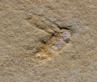 Lithoblatta lithophila GERMAR, 1839