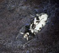 Lithoblatta lithophila GERMAR, 1839