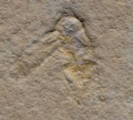 Lithoblatta lithophila GERMAR, 1839