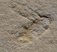 Lithoblatta lithophila GERMAR, 1839