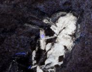 Lithoblatta lithophila GERMAR, 1839