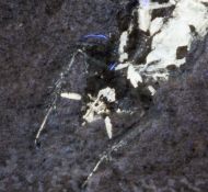 Lithoblatta lithophila GERMAR, 1839