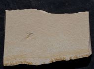 Lithoblatta lithophila GERMAR, 1839