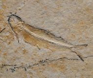 Allothrissops salmoneus (BLAINVILLE, 1818)