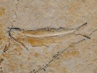 Allothrissops salmoneus (BLAINVILLE, 1818)