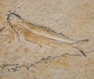 Allothrissops salmoneus (BLAINVILLE, 1818)