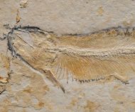 Allothrissops salmoneus (BLAINVILLE, 1818)